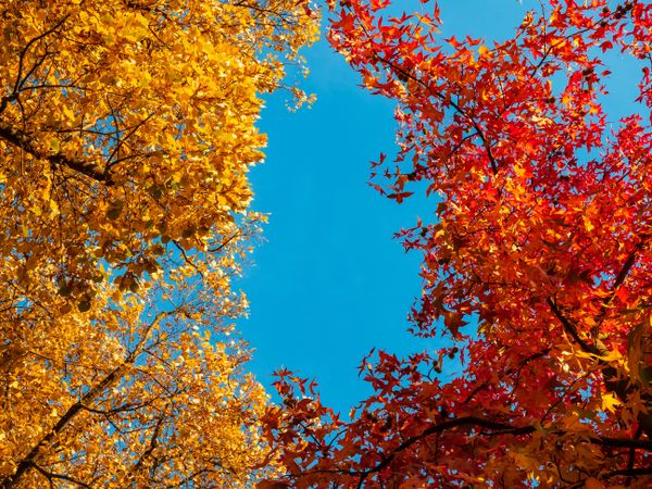 Autumn colors in the city of Strasbourg. Yellow, red, orange