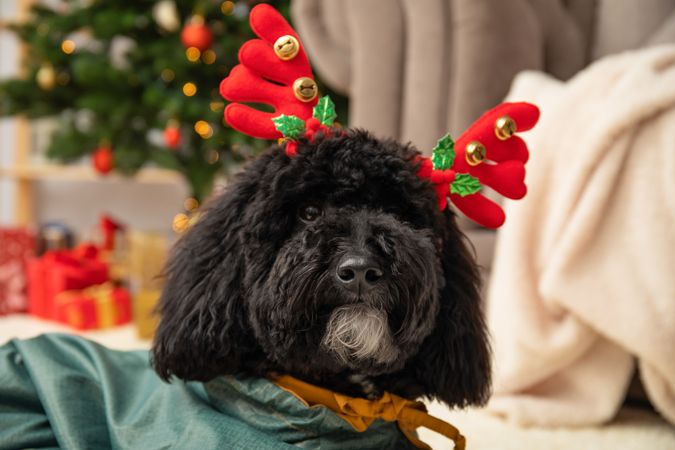 Concept of Merry Christmas, funny Christmas dog