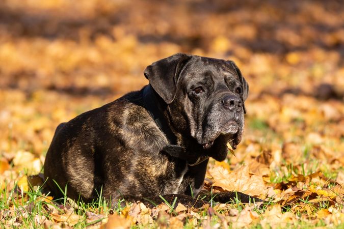 Cane Corso lying on ground outdoor