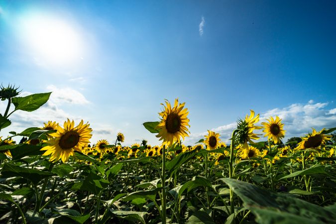 Blooming sunflowers in a field on summer's day
