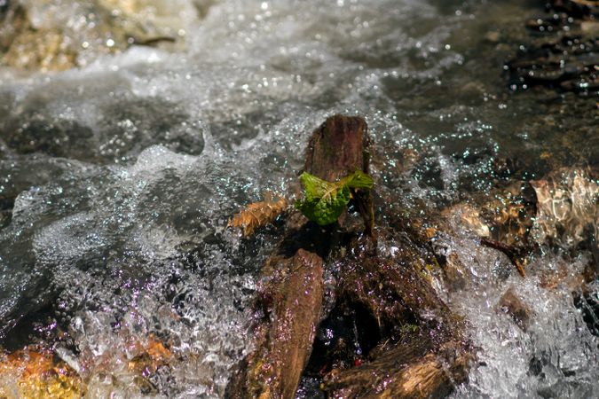 Leaf on piece of wood in rushing mountain stream.