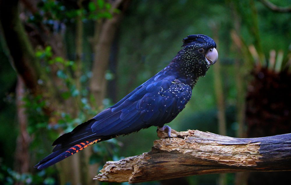 Blue cockatoo parrot on brown tree branch
