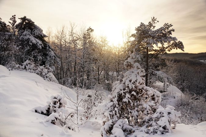 Winter forest with snowy trees