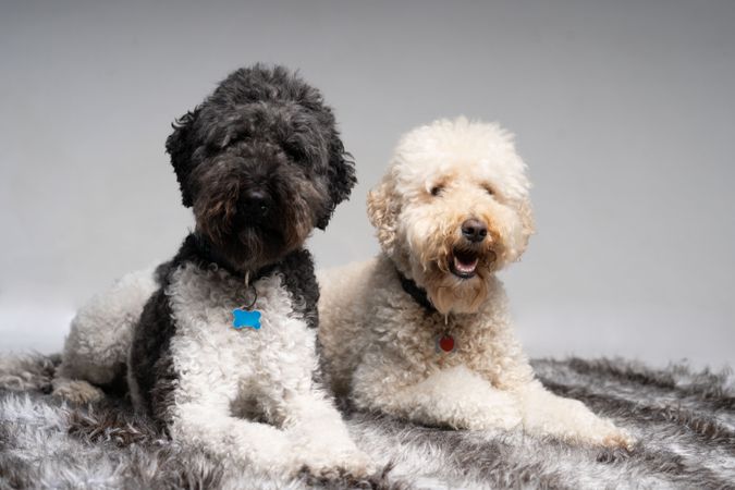 Two king poodle dogs sitting on rug in studio
