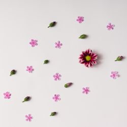 Pink flowers and buds pattern on light background