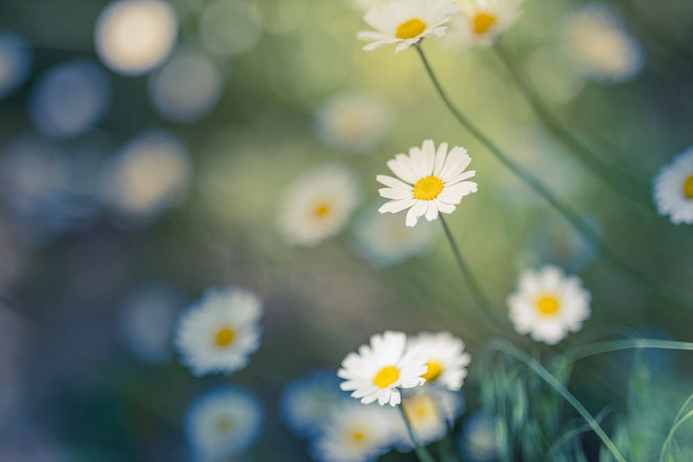 Photo of a field of daisies with selective focus