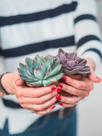 Female hands with beautiful gray succulent
