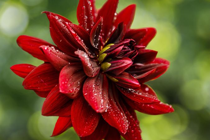 Side view of vibrant red flower in the sunshine