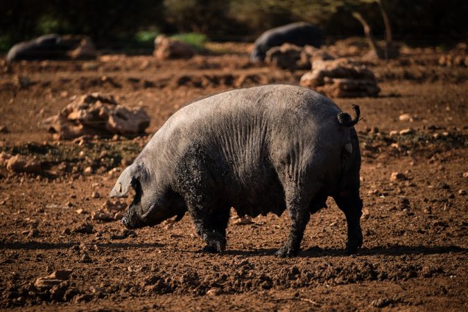 pig grazing on field in savanna