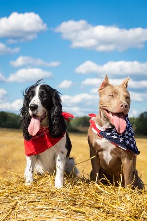 Two dogs on green grass field
