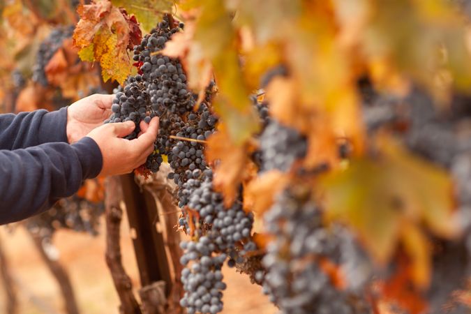 Farmer Inspecting His Ripe Wine Grapes