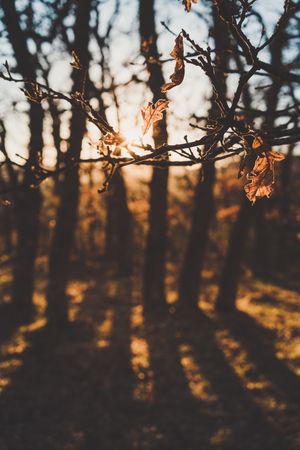 Tree branch with few leaves in autumn forest