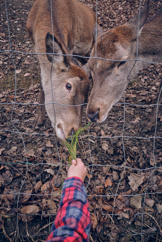 Crop person feeding deer in park