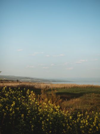 Wild flowers on grassy seashore