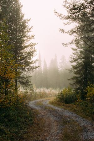 Narrow path in foggy forest