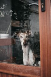 Cute dog behind window