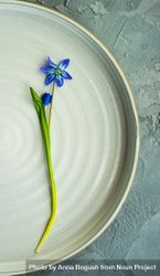 Elegant Spring table setting with delicate blue scilla siberica 0JGGX8