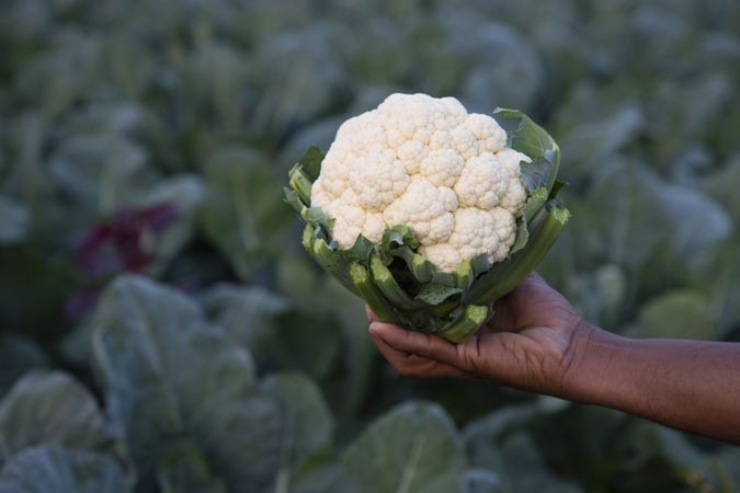 Hand holding Fresh organic Cauliflower with the blurry background