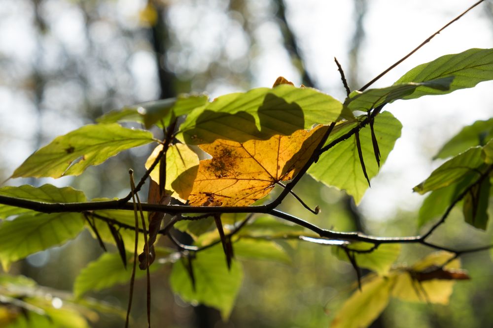 Green and yellow leaves in a sunny forest