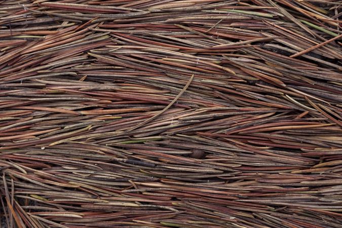 Background of pine leaves. Brown pine needles. Texture of leaves