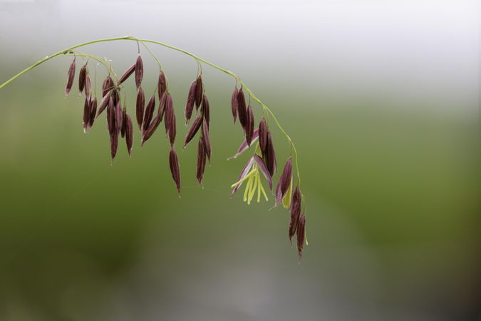 Wild rice staminate spikelets growing in Minnesota