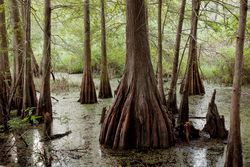 Tree trunks in swamp, Lafayette, Lousiana y0PLa0