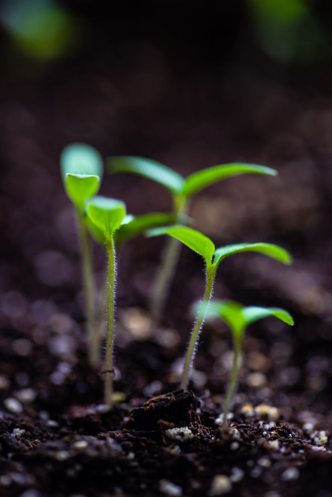 Spring agriculture concept with budding young plants