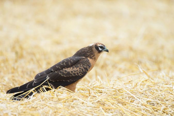 Lanner falcon on brown grass