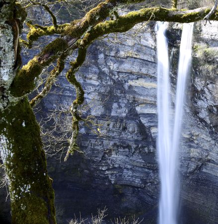 Autumn tree and waterfall