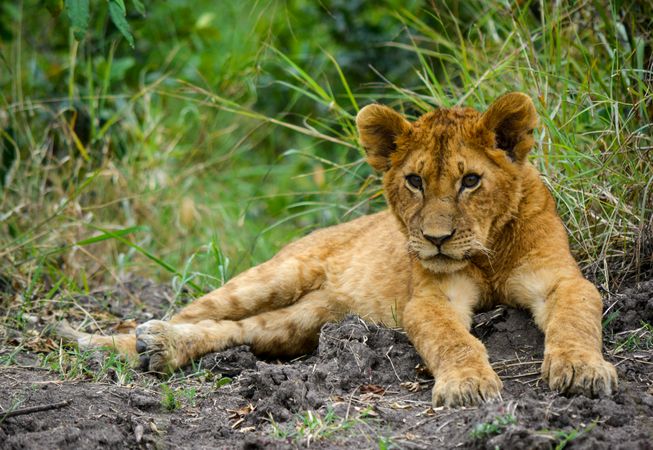 Lion cub simba