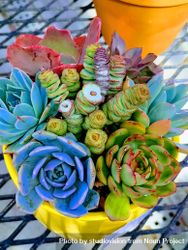 Top view of colorful succulents in a pot on a table bE69l0