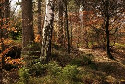 Mixed forest with bare trees on daytime