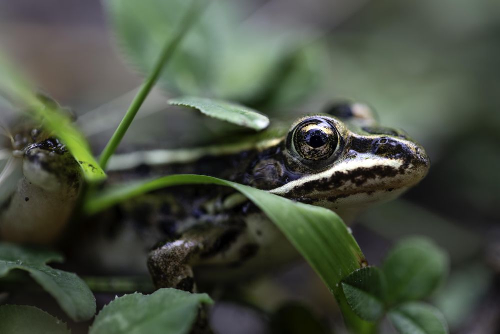 Side view of Northern Leopard Frog in McGregor, Minnesota