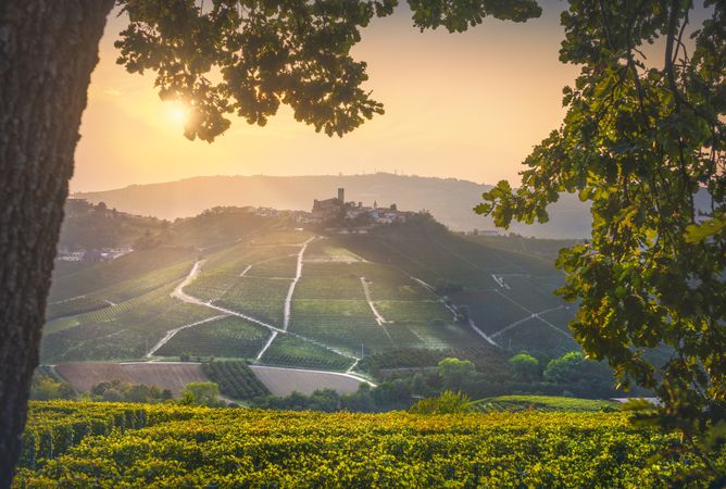 Langhe vineyards, Castiglione Falletto and a tree. Piedmont, Italy Europe.