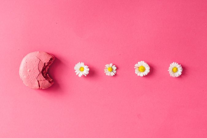 Pacman French macaron approaching line of daisies on pink background