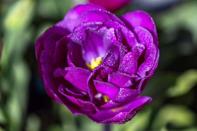 Bright magenta flower growing around greenery