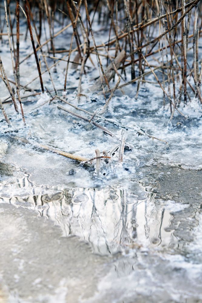 Salt crystals on lake shore and growing bushes