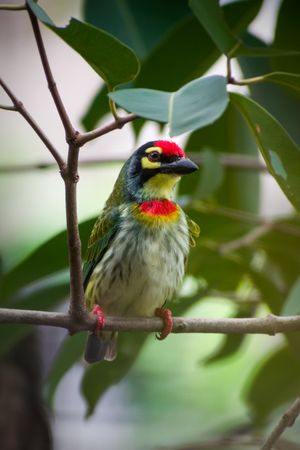 A Coppersmith Barbet sitting on a branch on a tree in Mumbai, India