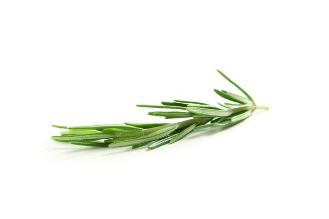 Fresh green rosemary isolated on neutral background
