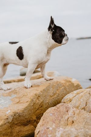 Small dog standing on rocks near sea