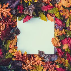 Autumn leaves with paper card note