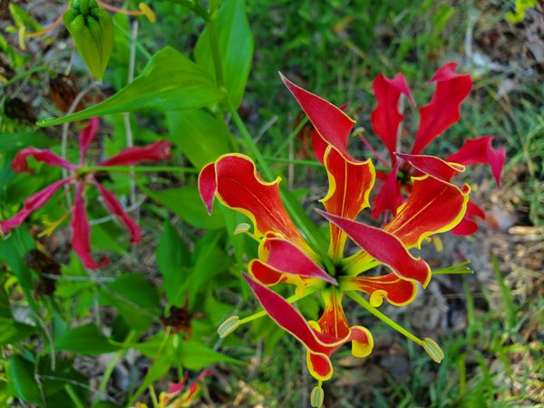 Flame lily