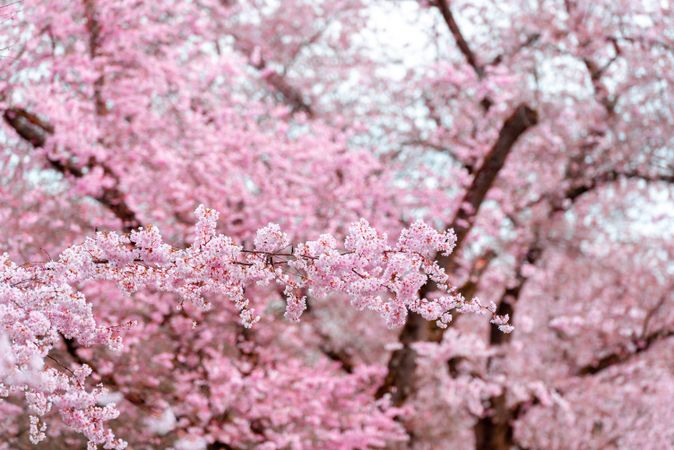 Cherry tree flowers, full frame background