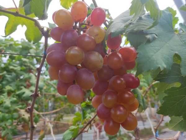 Grape with leaves