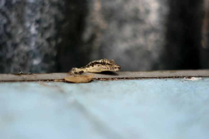 Gecko crawling onto table