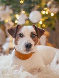 Jack Russell near Christmas tree