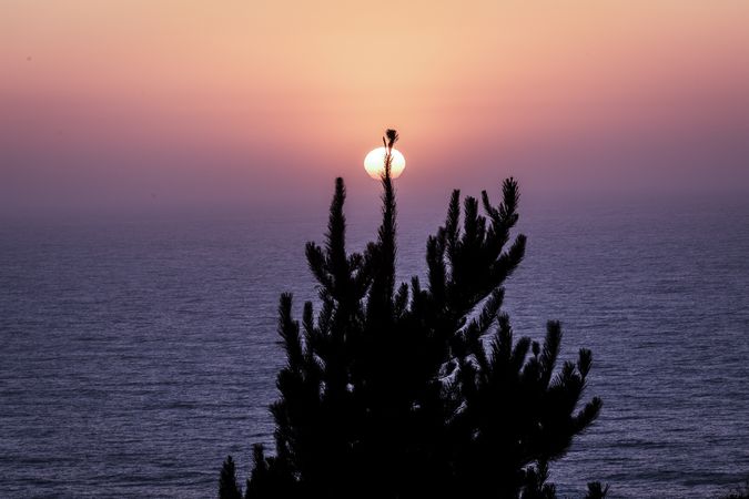 Outline of pines with sunset over ocean in the background