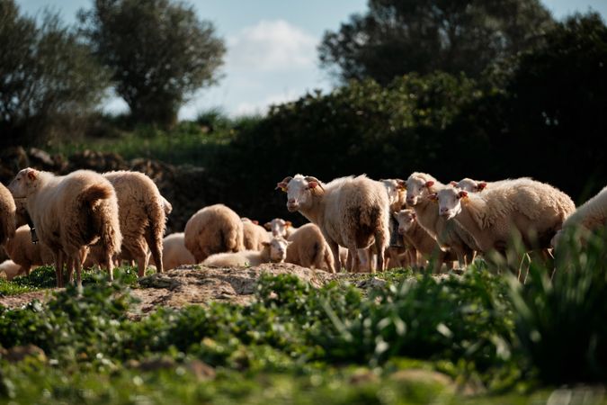 Flock of sheep on pasturing on green lawn