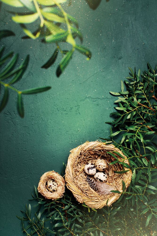 Top view of eggs in nest surrounded by green branches with copy space