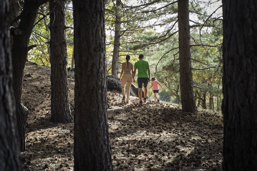Family hiking together in pine forest enjoying nature and peaceful atmosphere
